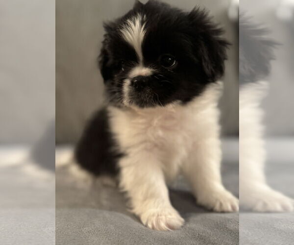 Medium Photo #3 Peke-A-Poo Puppy For Sale in Pacolet, SC, USA
