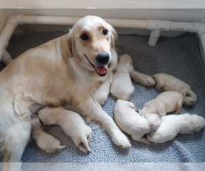 Golden Retriever Puppy for sale in AIKEN, SC, USA