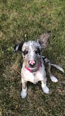 Australian Shepherd-Beagle Mix Puppy for sale in BRAYMER, MO, USA