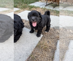 ShihPoo Puppy for sale in JACKSONVILLE, FL, USA