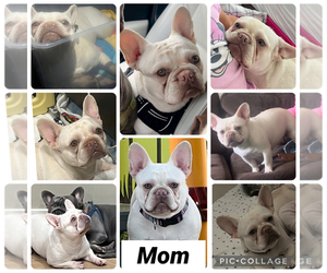 Mother of the French Bulldog puppies born on 02/25/2026