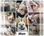 Small Photo #1 French Bulldog Puppy For Sale in LADERA RANCH, CA, USA
