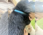 Small #4 Labrador Retriever