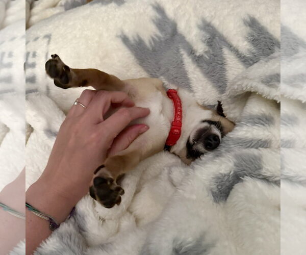 Medium Photo #11 Chihuahua-Unknown Mix Puppy For Sale in Fargo, ND, USA