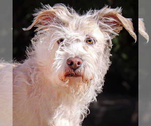 Medium Photo #1 Mutt Puppy For Sale in Albuquerque, NM, USA