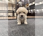 Puppy Rufus Bichon Frise