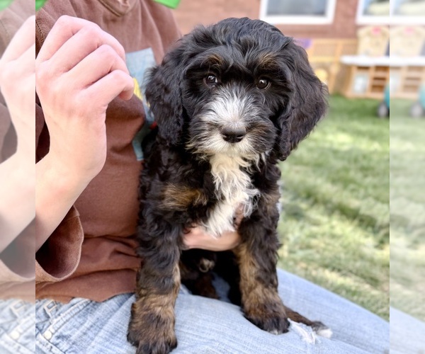 Medium Photo #1 Bernedoodle (Miniature) Puppy For Sale in ROY, UT, USA