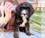 Enchilada - Male Bernedoodle (Miniature) Puppy for Sale - Small photo