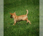 Small Photo #13 Labrador Retriever Puppy For Sale in FRESNO, OH, USA