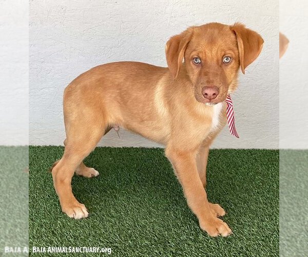 Medium Photo #2 Shepradors Puppy For Sale in San Diego, CA, USA