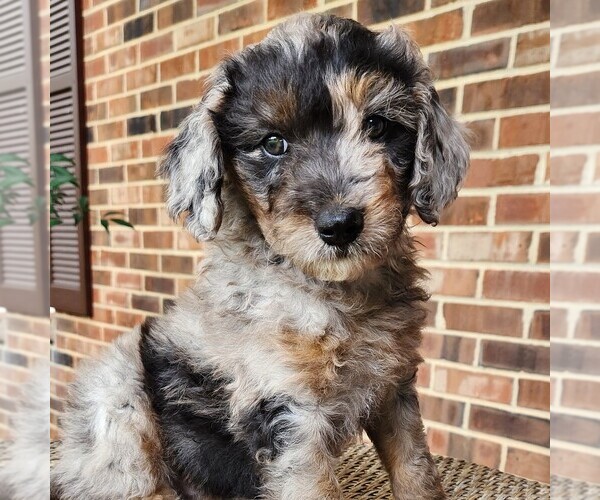 Medium Photo #4 Aussiedoodle Miniature  Puppy For Sale in COLUMBIA, TN, USA