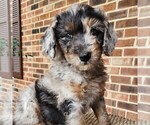 Small #3 Aussiedoodle Miniature 