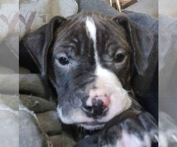 Medium Photo #2 American Pit Bull Terrier Puppy For Sale in Clarkston, MI, USA