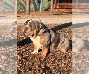 Mother of the English Bulldog puppies born on 06/01/2026
