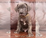 Small #2 Cane Corso