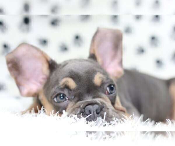 Medium Photo #5 French Bulldog Puppy For Sale in MACLEAN, VA, USA