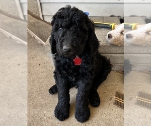 Goldendoodle Puppy for Sale in HOWARD CITY, Michigan USA