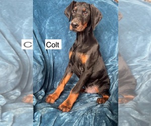 Doberman Pinscher Puppy for sale in POMEROY, OH, USA