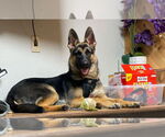 Small #9 German Shepherd Dog Mix
