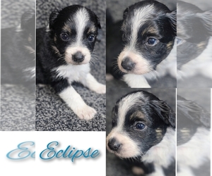 Medium Miniature Australian Shepherd