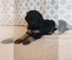 Small Photo #1 Goldendoodle Puppy For Sale in FLETCHER, NC, USA