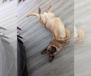 Mutt Dogs for adoption in Ogden, UT, USA