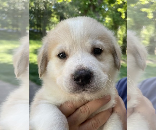 Medium Photo #1 Siberian Husky-Unknown Mix Puppy For Sale in Holly Springs, NC, USA