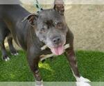 Small American Staffordshire Terrier Mix