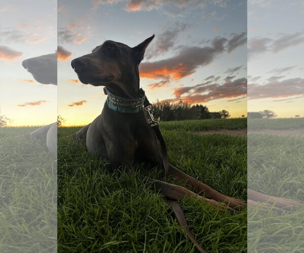 Medium Photo #7 Doberman Pinscher Puppy For Sale in Buffalo, MN, USA