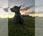Small #6 Doberman Pinscher
