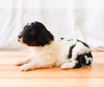 Small Photo #12 Bernedoodle Puppy For Sale in CARLOCK, IL, USA