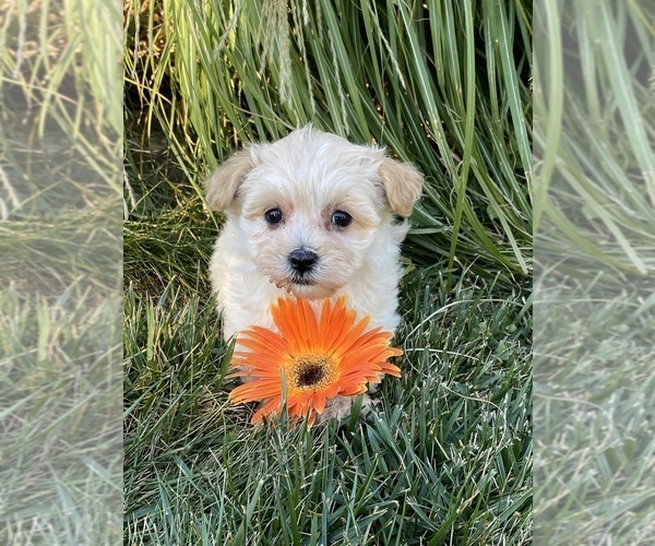 Medium Photo #2 Maltipoo Puppy For Sale in CANOGA, NY, USA