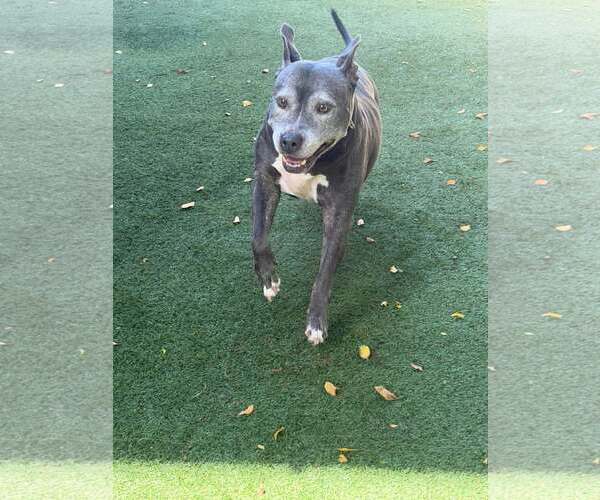 Medium Photo #3 Mutt Puppy For Sale in Pompano Beach , FL, USA