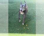 Small Photo #3 Mutt Puppy For Sale in Pompano Beach , FL, USA