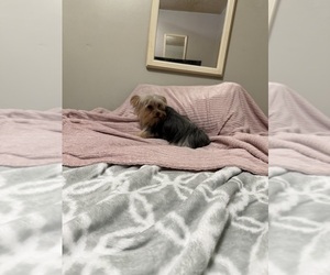 Mother of the Yorkshire Terrier puppies born on 06/12/2025