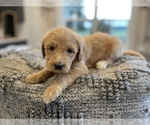 Small #6 Goldendoodle