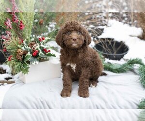 Labradoodle Litter for sale in BALTIC, OH, USA