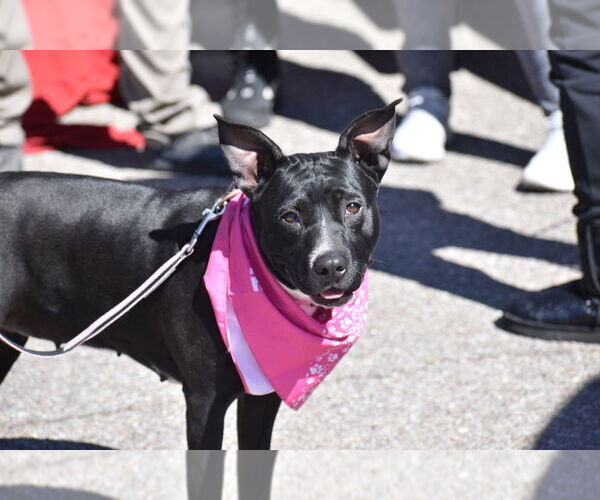 Medium Photo #4 Mutt Puppy For Sale in Vail, AZ, USA