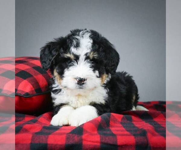 Medium Photo #4 Miniature Bernedoodle Puppy For Sale in DALTON, OH, USA