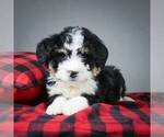 Small Photo #4 Miniature Bernedoodle Puppy For Sale in DALTON, OH, USA