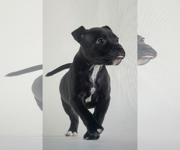 Medium Photo #6 Labrador Retriever-Unknown Mix Puppy For Sale in Tampa, FL, USA