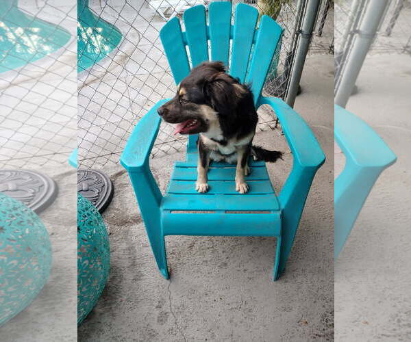 Medium Photo #2 Australian Shepherd-Unknown Mix Puppy For Sale in Apple Valley, CA, USA