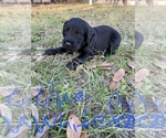 Small Photo #12 Labradoodle Puppy For Sale in HOCKLEY, TX, USA