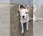 Small #3 Siberian Husky Mix