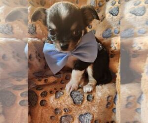 Chihuahua Puppy for sale in PERKASIE, PA, USA