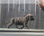 Small Photo #5 Presa Canario Puppy For Sale in OAKLEY, CA, USA