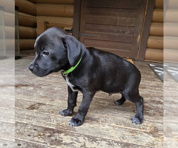 Medium Photo #2 Dachsador Puppy For Sale in Aurora, IN, USA