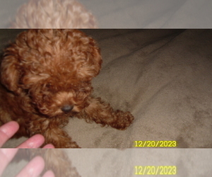 Poodle (Toy) Puppy for sale in DULUTH, GA, USA