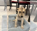 Small #3 German Shepherd Dog Mix