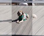 Small Photo #5 Beagle Puppy For Sale in Tampa, FL, USA